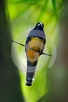 Guianan Trogon, Trogon violaceus, yellow and dark blue exotic tropic brid sitting on thin branch in the forest, Brazil