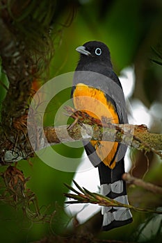 Guianan Trogon, Trogon violaceus, yellow and dark blue exotic tropic brid sitting on thin branch in the forest, Costa Rica