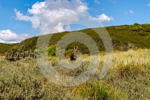 Guib harnessed in Aberdare Park