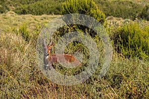 Guib harnessed in Aberdare