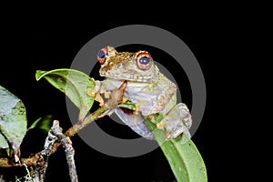 Guibe's warty treefrog, andasibe