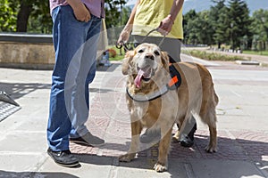 Guide and assistance dog