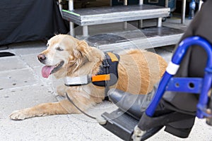 Guide and assistance dog