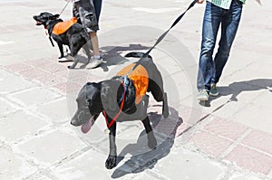 Guide and assistance dogs