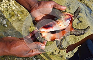 A Guide Demonstrating Chank Shell - Panchmukhi Shankh - Turbinella Pyrum - in Hands - a Sacred Large Seashell with Pointed Ends