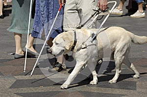 Guide dog photo