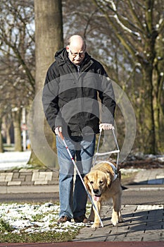 Guide dog is helping a blind man photo