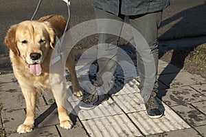 Guide dog is helping a blind man photo