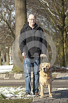 Guide dog is helping a blind man