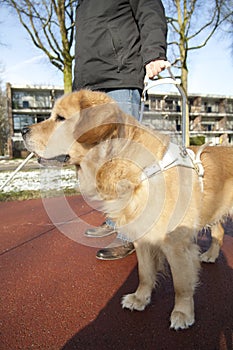 Guide dog is helping a blind man