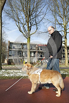 Guide dog is helping a blind man