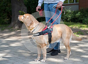 Guide dog is helping a blind man