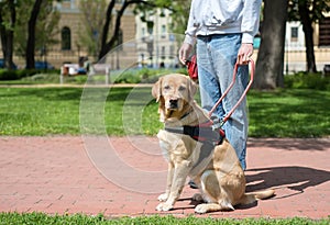 Guide dog is helping a blind man