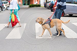 Guide dog is helping a blind man