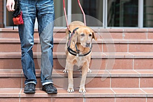 Guide dog is helping a blind man