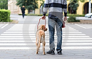 Guide dog is helping a blind man