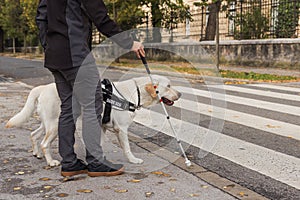 Guide dog helping a blind owner to cross the street on a crosswalk