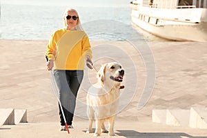 Guide dog helping blind person with long cane going up stairs