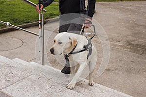 Guide dog helping his owner, a blind man, to go up the stairs