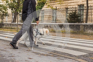 Guide dog helping a visually impaired man to cross the street photo