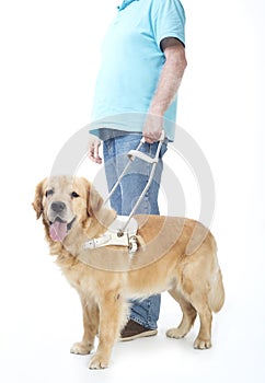 Guide dog isolated on white