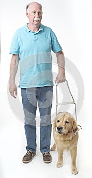Guide dog isolated on white