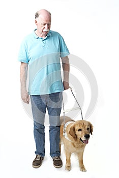 Guide dog isolated on white