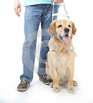 Guide dog isolated on white