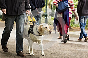 Guide dog leading a blind man on the sidewalk