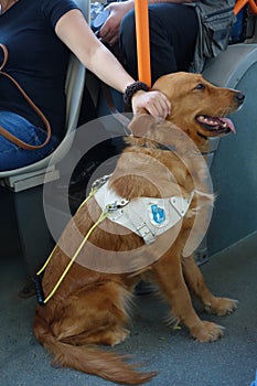 Guide dog patted by owner in the bus
