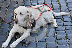 Guide dog waits patiently with his handicapped man