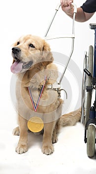 Guide dog and wheelchair isolated on white