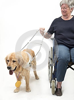 Guide dog and wheelchair isolated on white