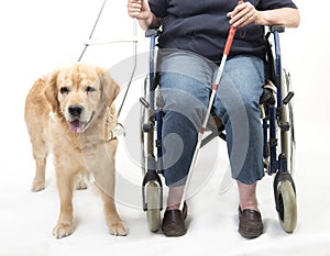 Guide dog and wheelchair isolated on white