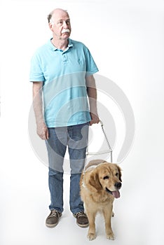 Guide dog on white