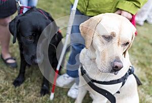 Guide dogs