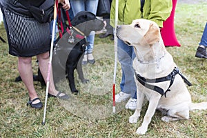 Guide dogs
