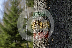 Guide-mark on a tree