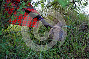 Guide touches scales of pangolin in grass