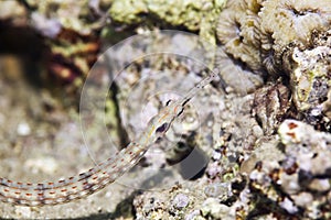 Guided pipefish