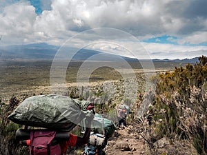 Guides porters and sherpas carry heavy sacks as they ascend mount kilimanjaro the tallest peak in africa.