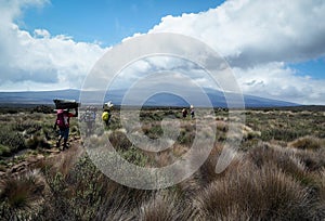 Guides porters and sherpas carry heavy sacks as they ascend mount kilimanjaro the tallest peak in africa.