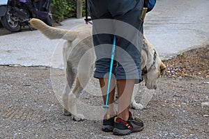 A Guiding Dog Help A Man Who Needs Its Assistance to Walk and Moving Around