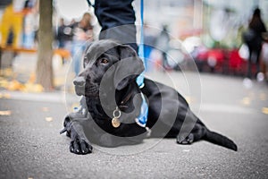 Guiding dog in training resting on the street