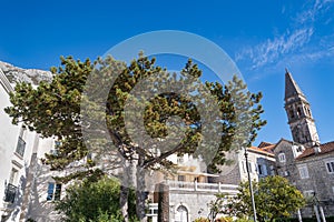 The guiet corner of old Perast, View with pine tree and lemon tree photo