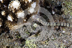 Guilded pipefish (corythoichthys cf. schultzi) in the Red Sea. photo