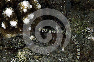 Guilded pipefish (corythoichthys cf.schultzi) in the Red Sea.