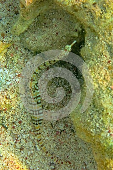 Guilded pipefish Corythoichthys schultzi on sandy ground. Taking in the Red Sea, Egypt. Schultz`s pipefish underwater. Perfect. photo