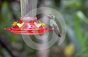 A Guilded Sapphire Hummingbird photo