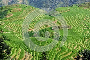 Guilin Rice Field Terrace